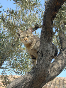 Gato em Cima de Árvore