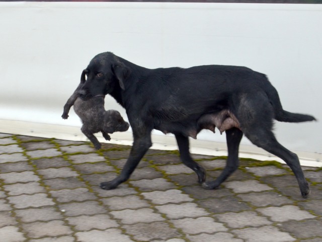 Cadela e filhote de rua