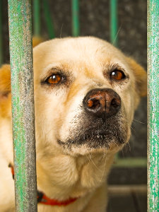 Cão Num Canil