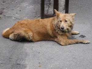 Cão Enlameado