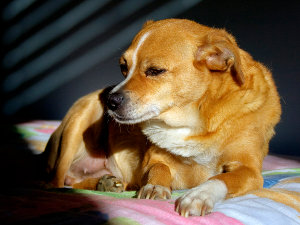 Cão Idoso