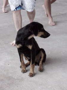 Cão Desorientado