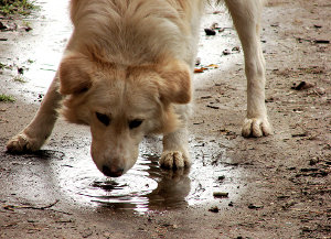 Cão Sedento