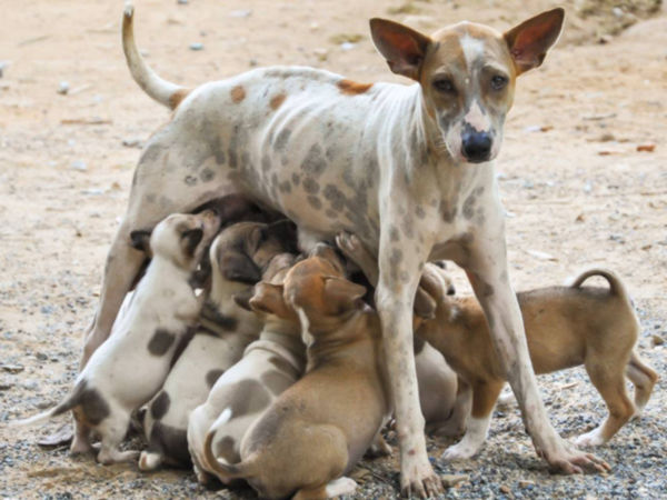 Ninhada de cachorros a viver na rua