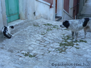 Cão Vs. Gato