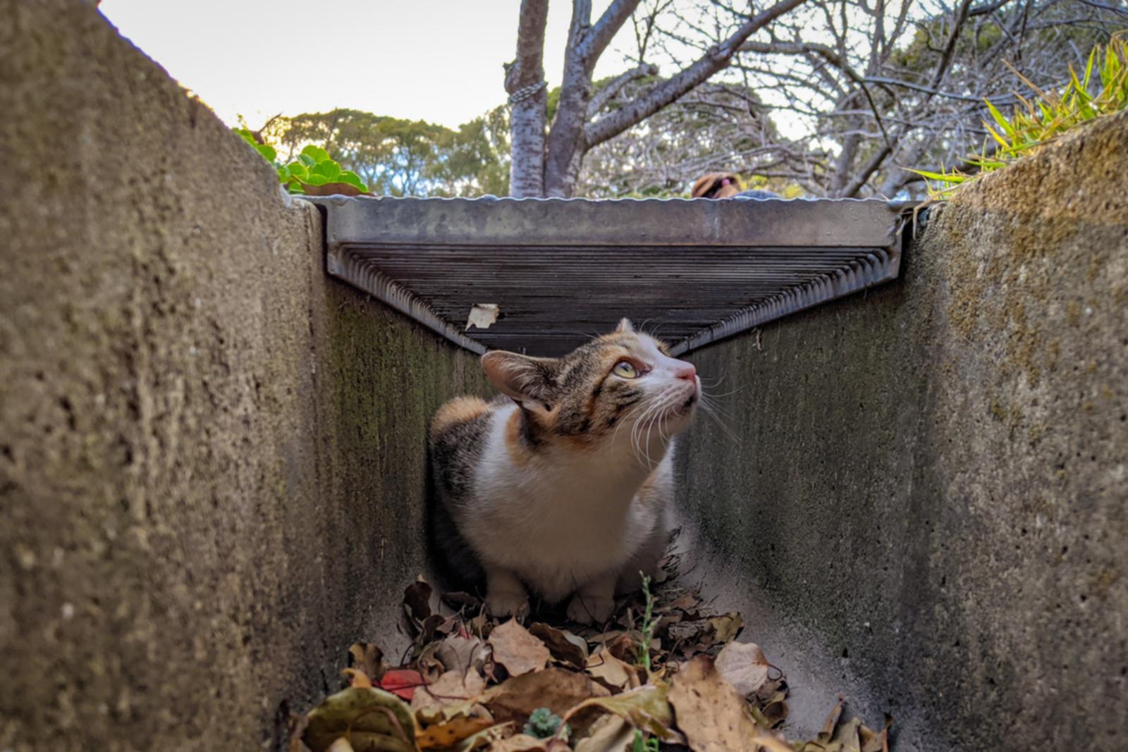 Gata num escoamento