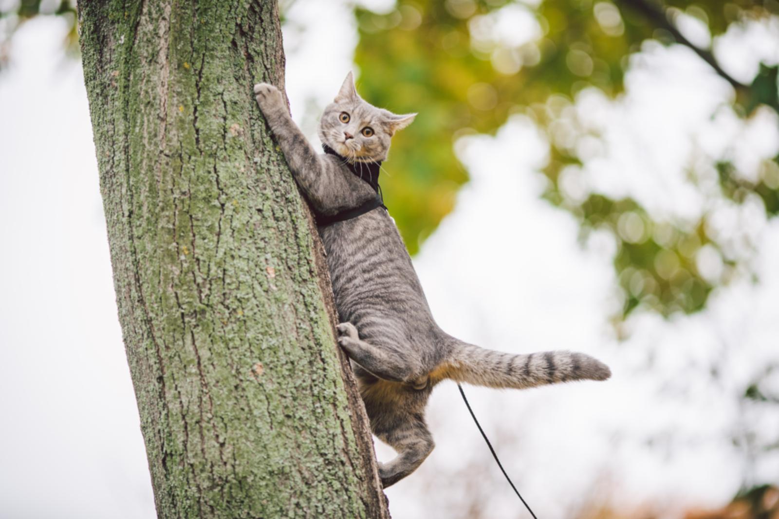 Gato a trepar árvore