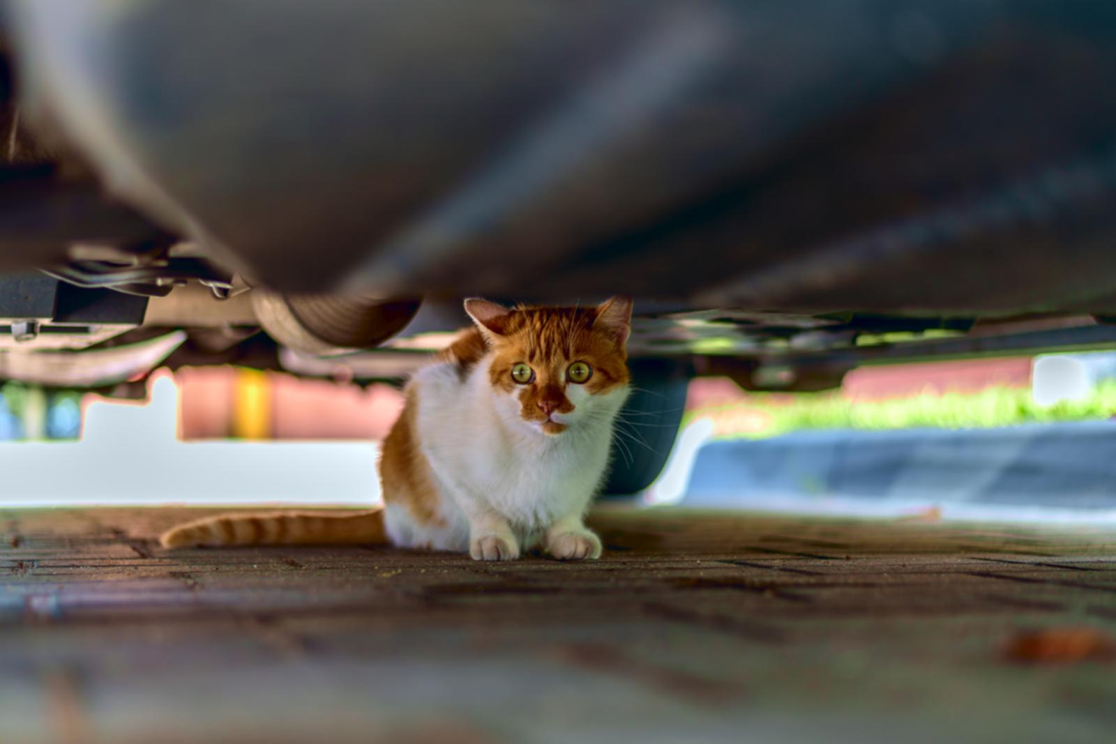 Gato debaixo de carro