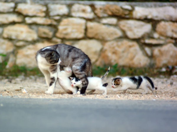 Gatinho na Rua