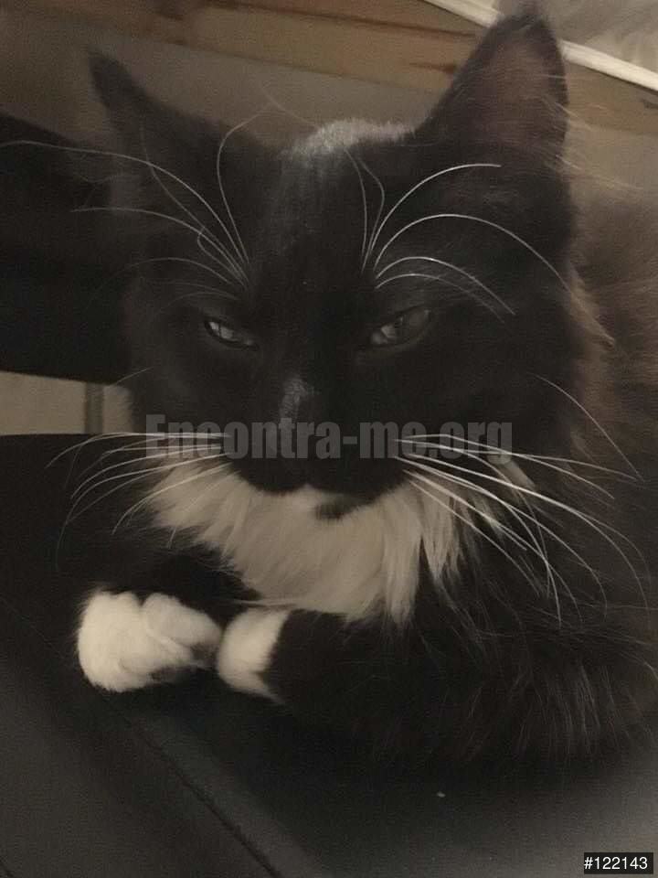 1983 Sexo Animal 1983 Sexo Animal