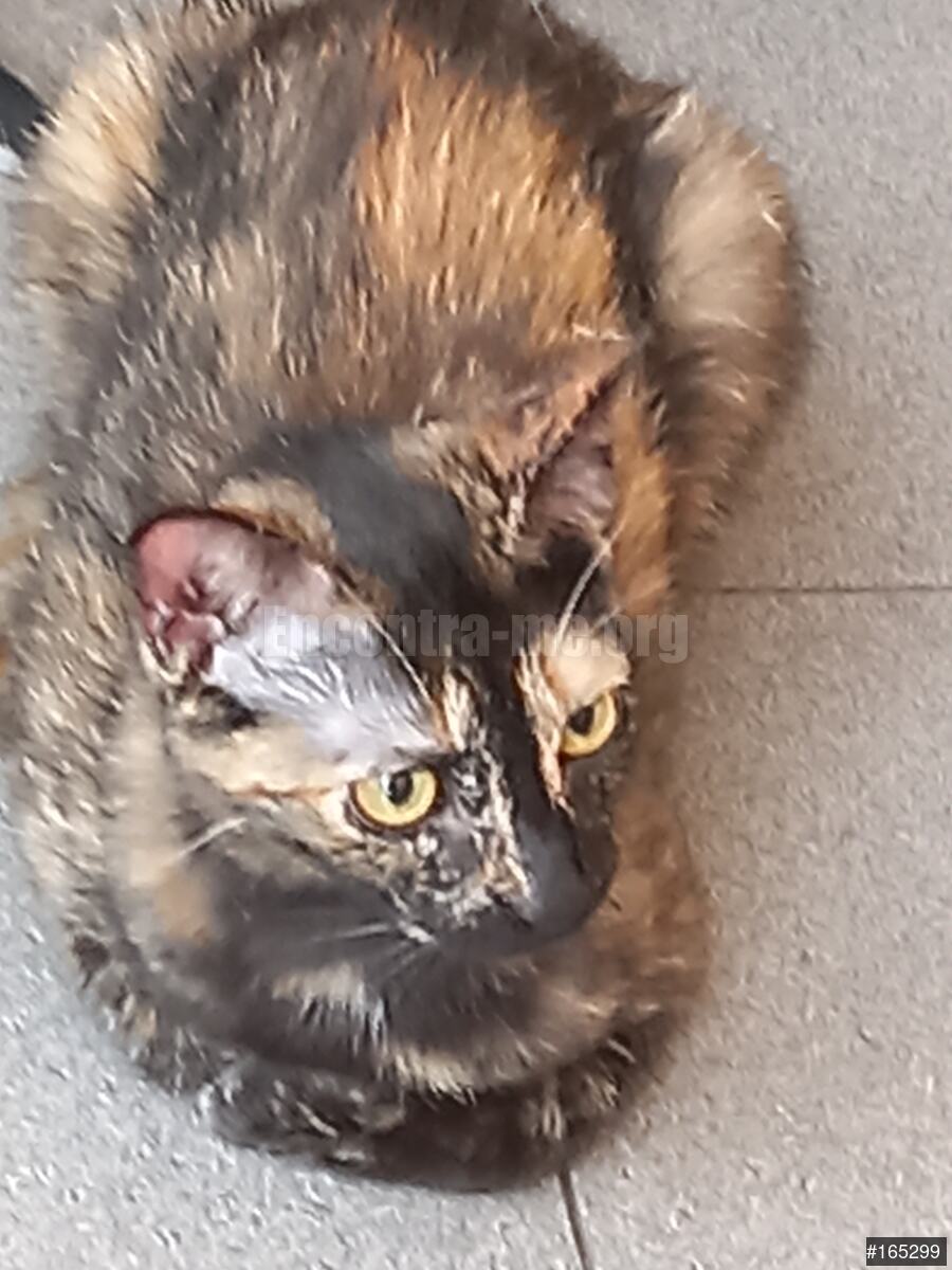 Anúncio N.º 165299 - Gata Encontrada - Encontra-me