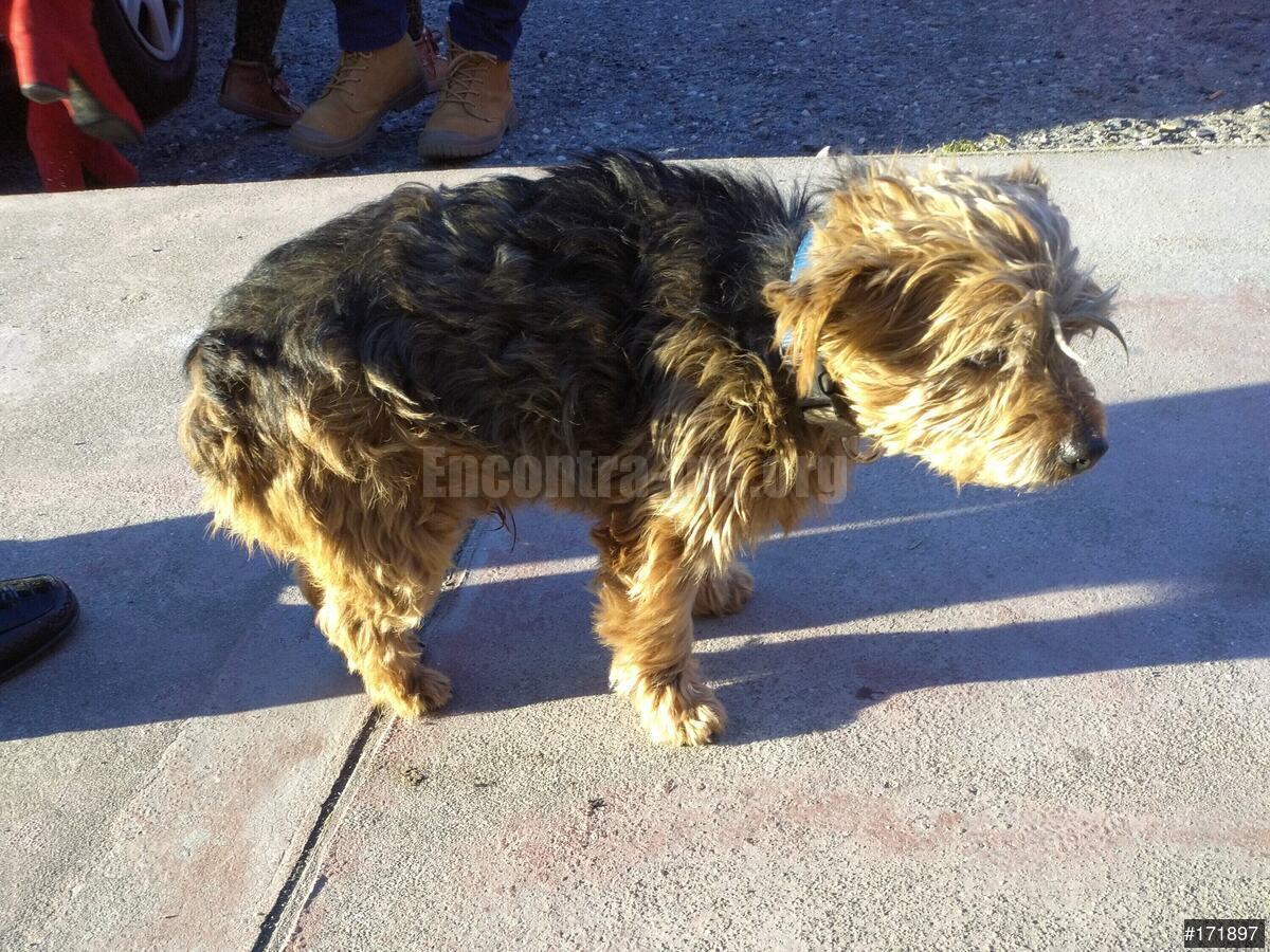 Anúncio N.º 171897 - Cão Encontrado - Encontra-me