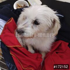 Anúncio N.º 172152 - Cão Encontrado - Encontra-me