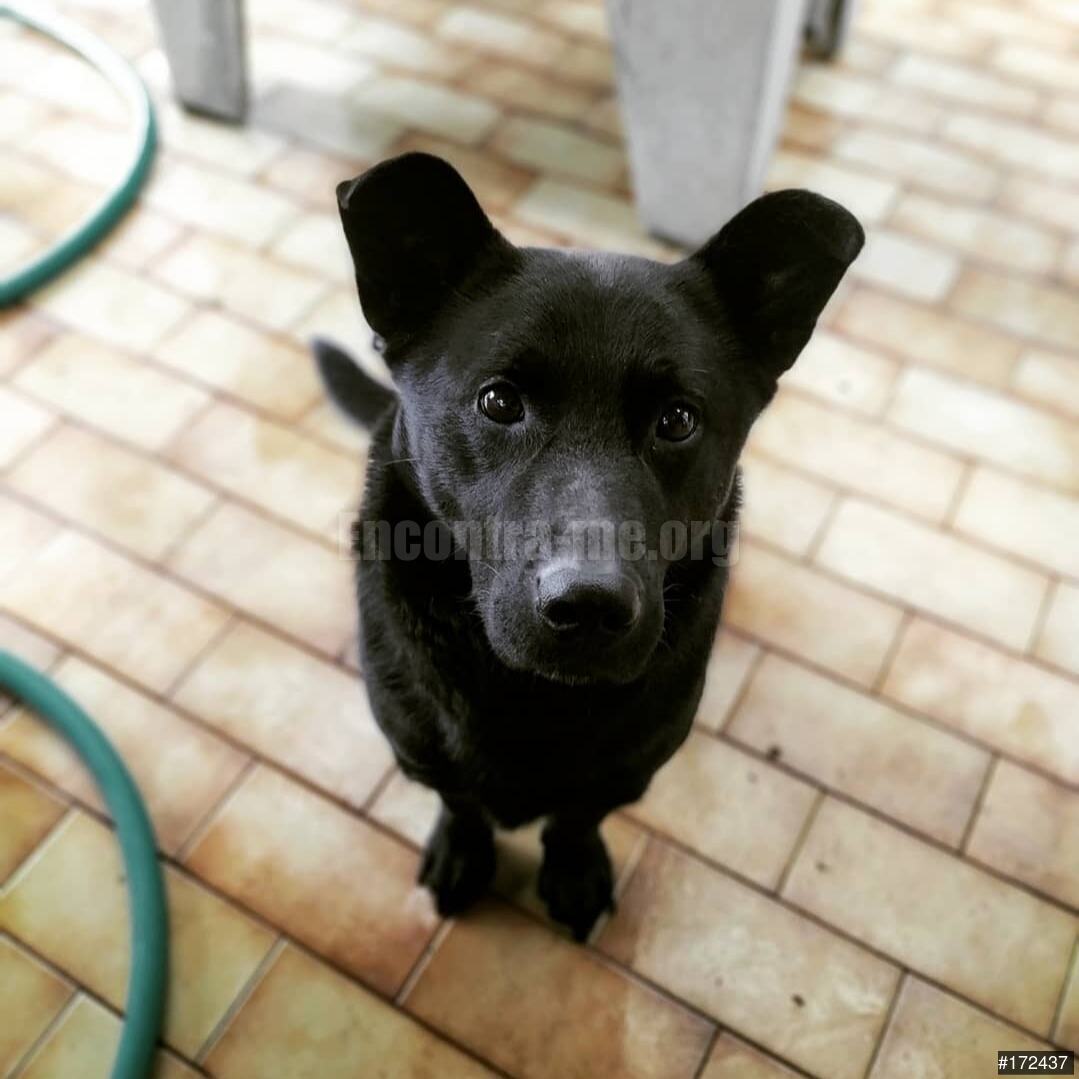 Anúncio N.º 172437 - Cão Desaparecido - Encontra-me