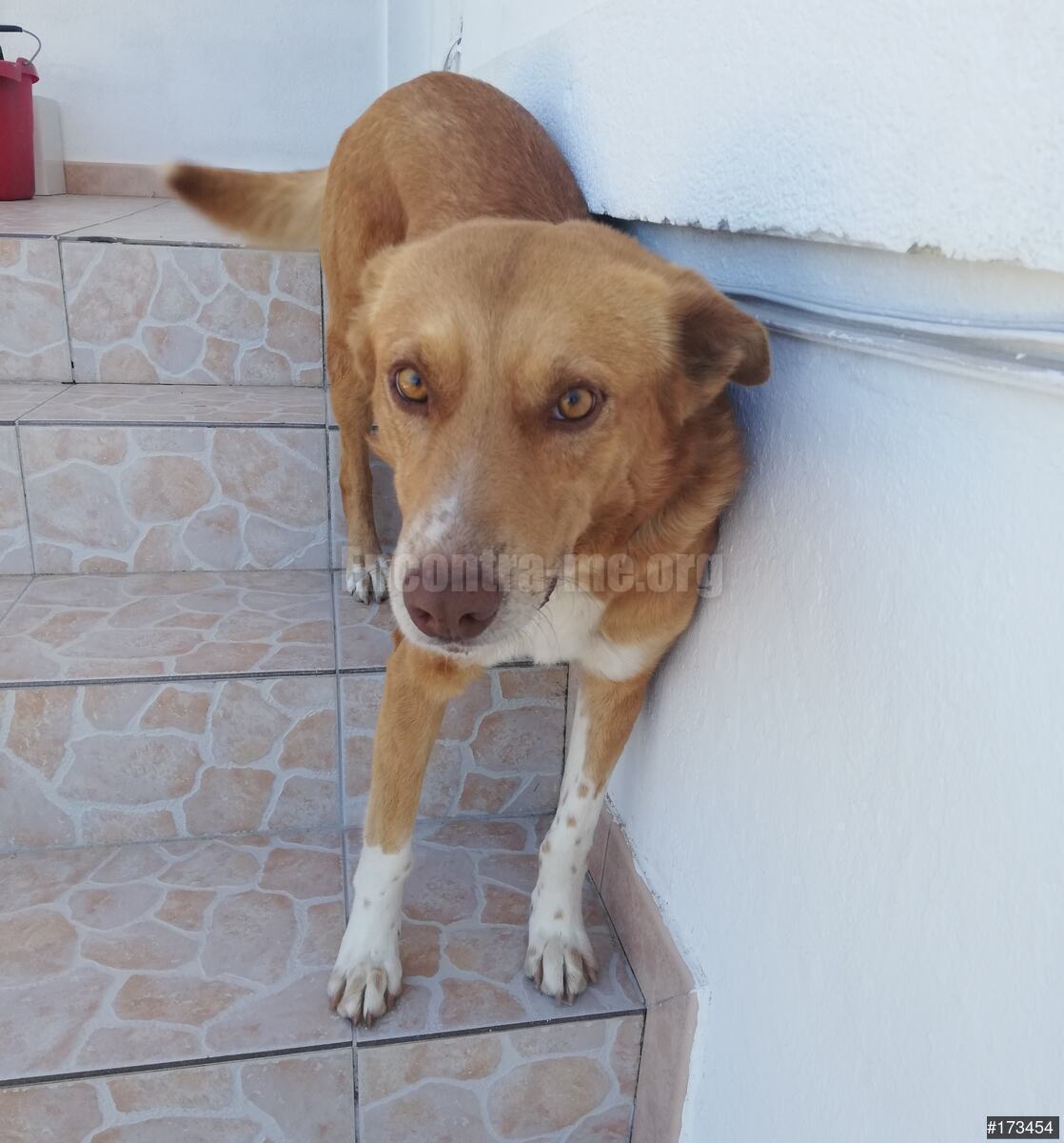 Anúncio N.º 173454 - Cão Desaparecido - Encontra-me